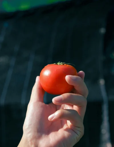 mealy 1920 062 scaled